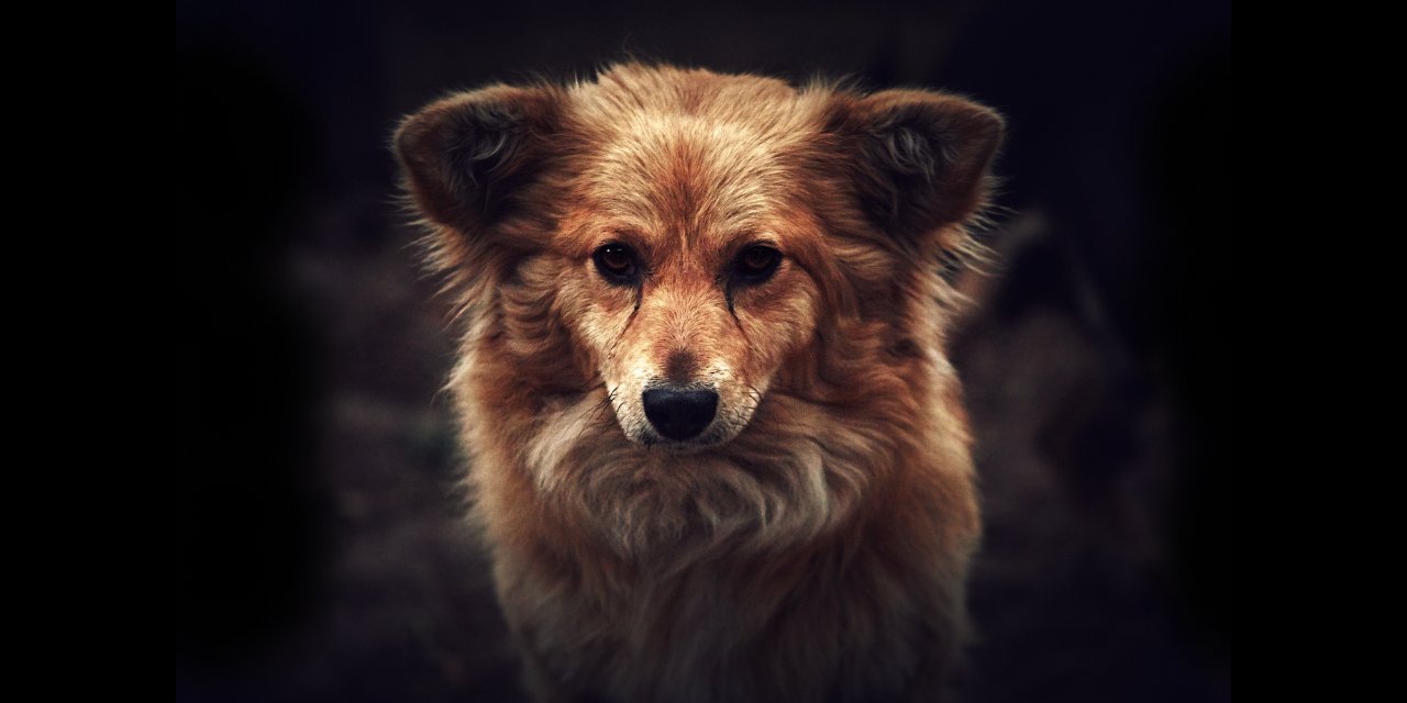 Köpekten insana geçen yeni tür koronavirüs tehlikesi