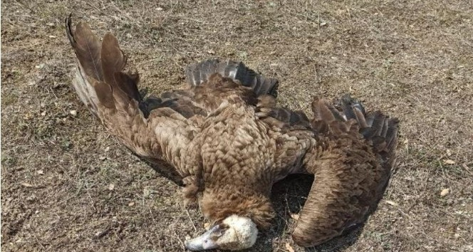 Afyonkarahisar'da 7 kara akbaba zehirlenerek telef oldu