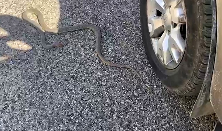Yolda gördüğü yılanı ikna etmek için saatlerce konuştu