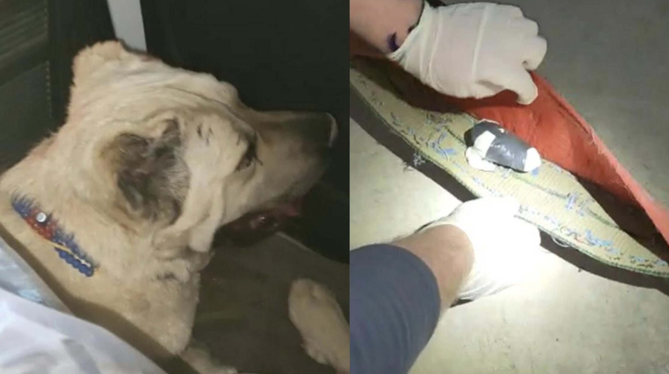 Narkotik köpekli aramada köpeğin tasmasında uyuşturucu