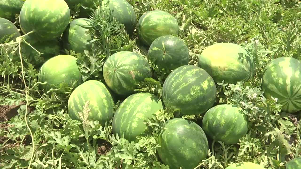 Karpuz üreticileri isyan etti: Yaktınız bizi mahvettiniz