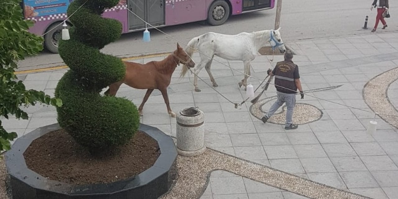 Otlaktan kaçan atlar, kent merkezine indi