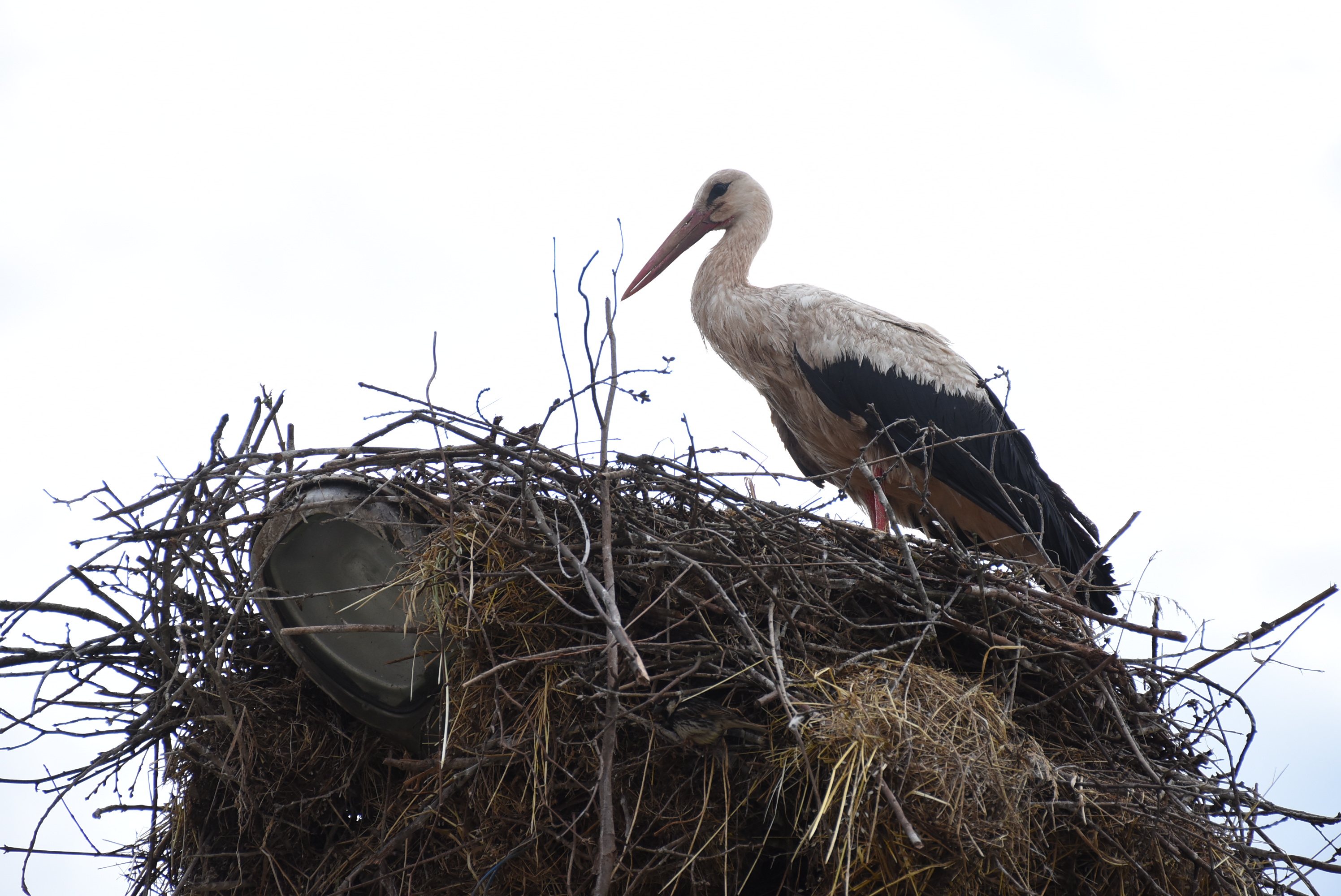 Bartın'da 6 yıldır aynı yere yuva yapan leylekler köyün maskotu oldu