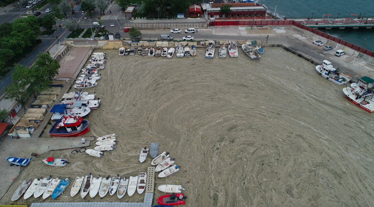 Prof. Dr. Mustafa Sarı: Marmara Denizi artık bu kirlilik yükünü taşıyamıyor