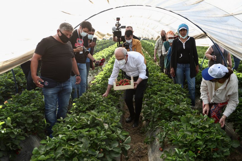 Kılıçdaroğlu Aydın'da: Çiftçi kadınlar ile birlikte çilek hasadı yaptı