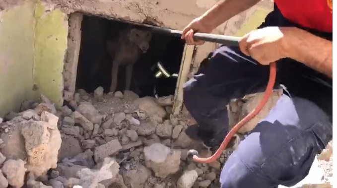 İtfaiye ekipleri metruk binada mahsur kalan köpek için seferber oldu