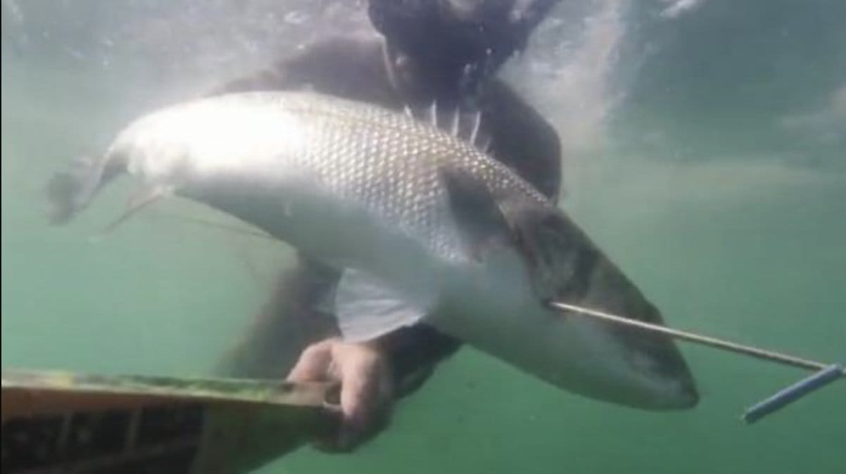 Zıpkınla 11 kilo 400 gram levrek avladı, rekor onayı bekliyor