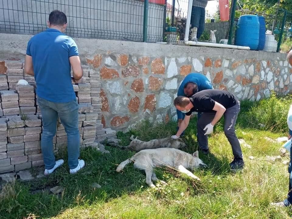 Yalova'da 7 köpek zehirle öldürüldü