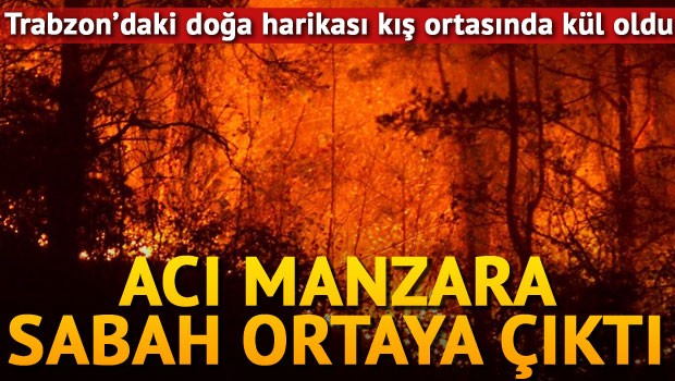 Trabzonda'ki doğa manzarası kül oldu! Acı manzara sabah ortaya çıktı