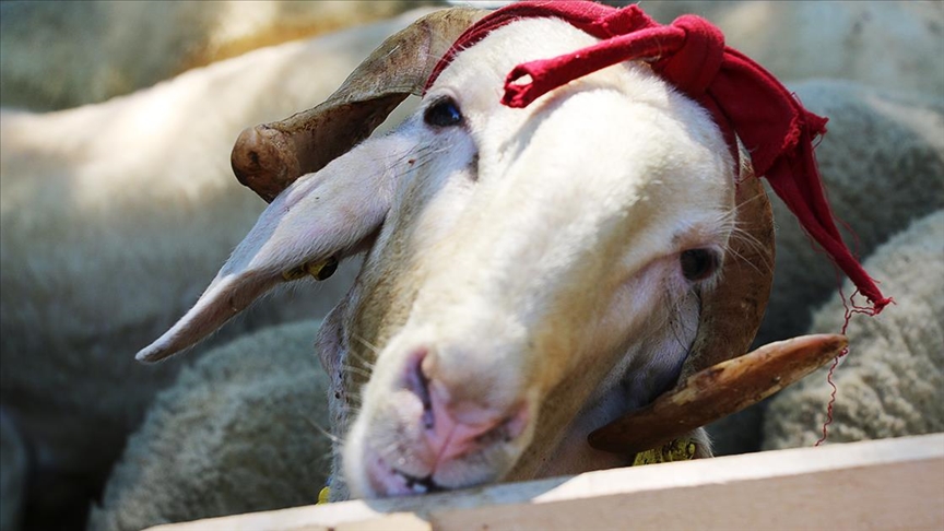 Diyanet kurban bedellerini açıkladı