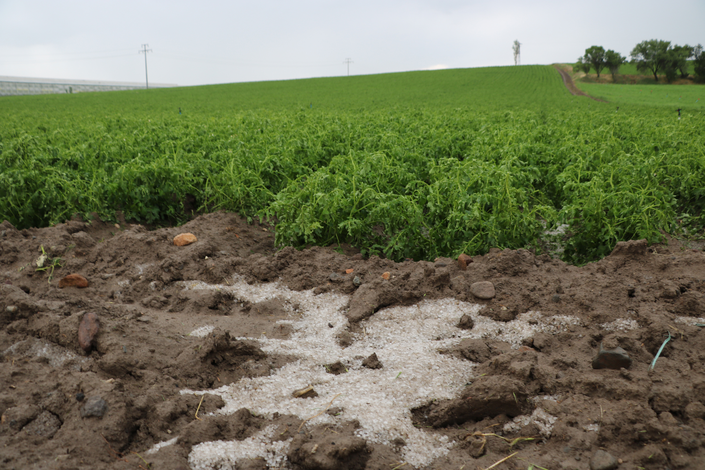 Afyon’da dolu tarım arazilerine zarar verdi