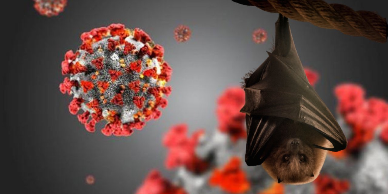 Çin'de yeni araştırma: Yarasalarda Covid-19'a benzer ikinci virüs bulundu