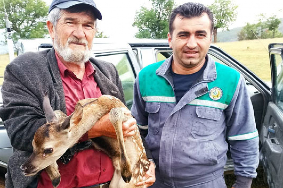 Yaralı geyik yavrusunu 5 kilometre sırtında taşıdı