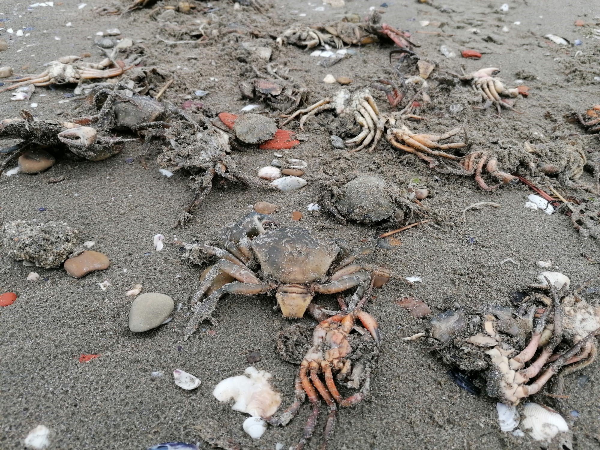 Silivri'de tedirgin eden görüntü: Binlerce ölü yengeç sahile vurdu