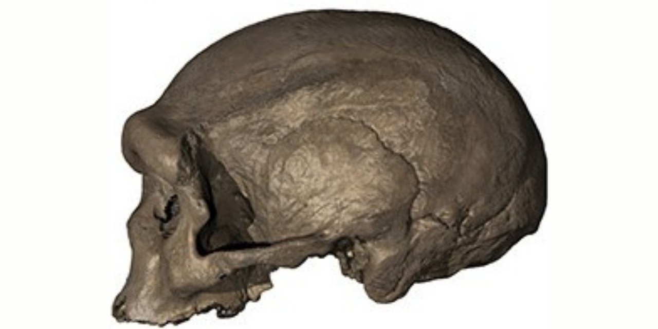 146 bin yıllık kafatası fosili yeni bir insan soyuna ait olabilir