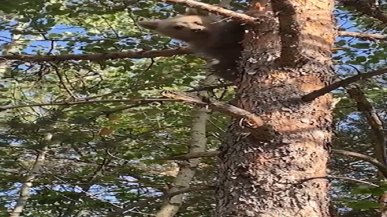 Yavru ayı orman işletme ekiplerini görünce korkudan ağaca tırmandı