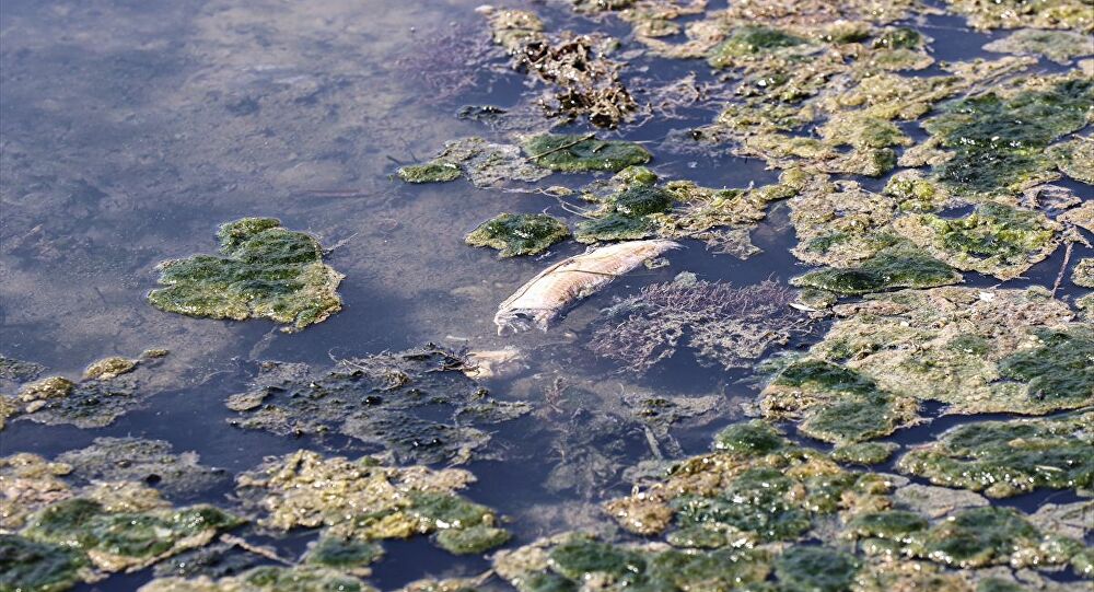 Büyükçekmece Belediye Başkanı Akgün: Balık ölümlerinin nedeni derinliğin azalmasıdır