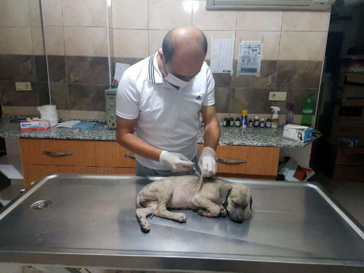 Manisa yavru köpeğe sopayla şiddete 1033 lira ceza