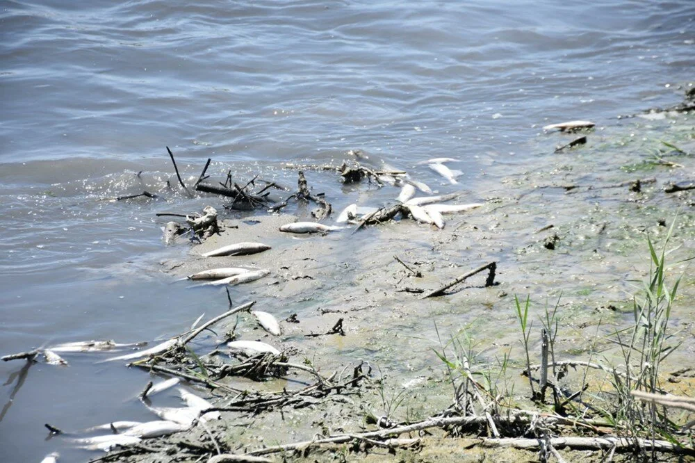 Karakaya Barajı'nda toplu balık ölümleri
