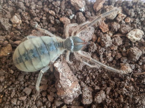 Hakkari'de yeni böğü türü bulundu: Galeodes hakkariensis