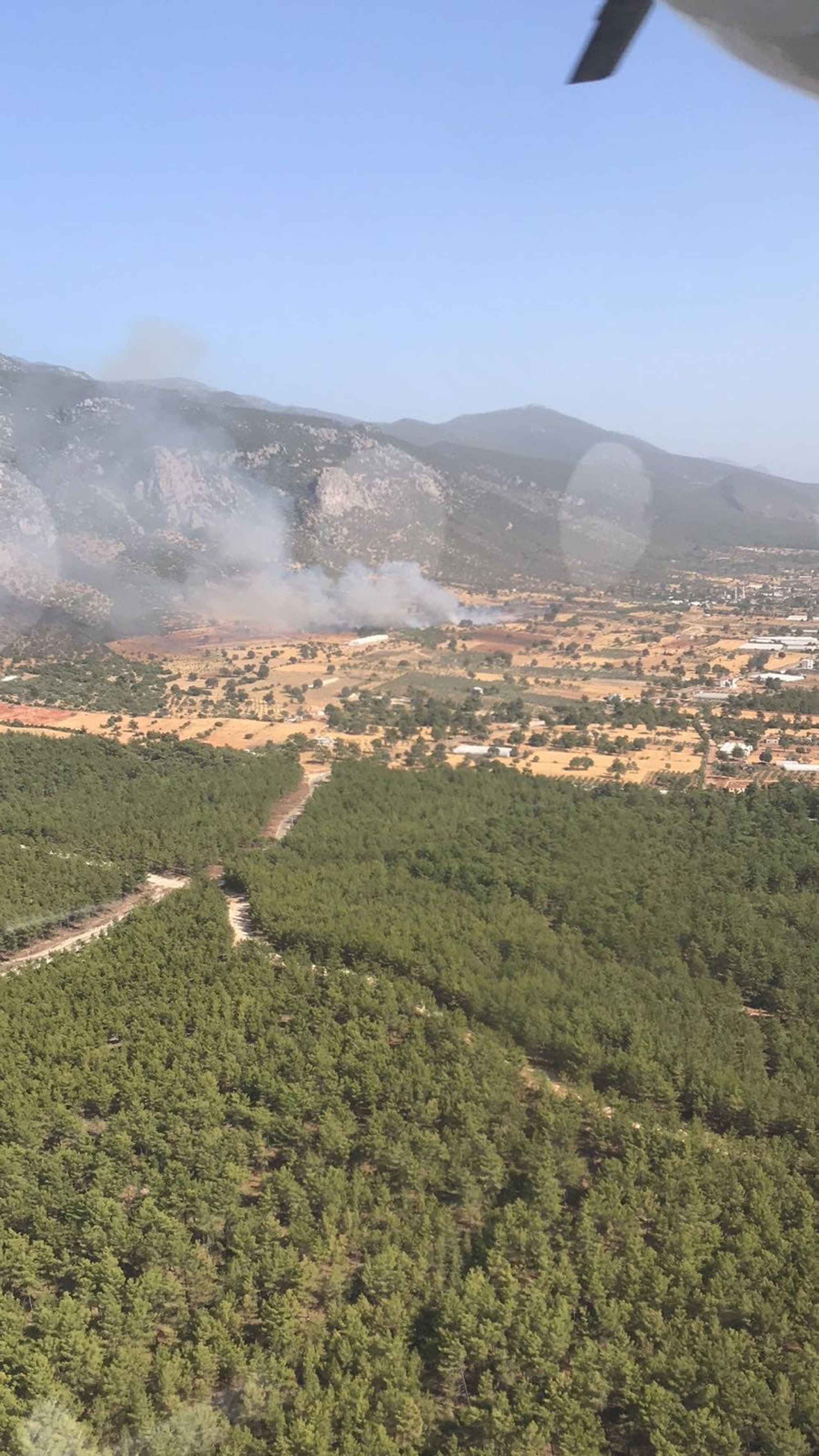 Kaş'ta 200 zeytin ağacı yandı