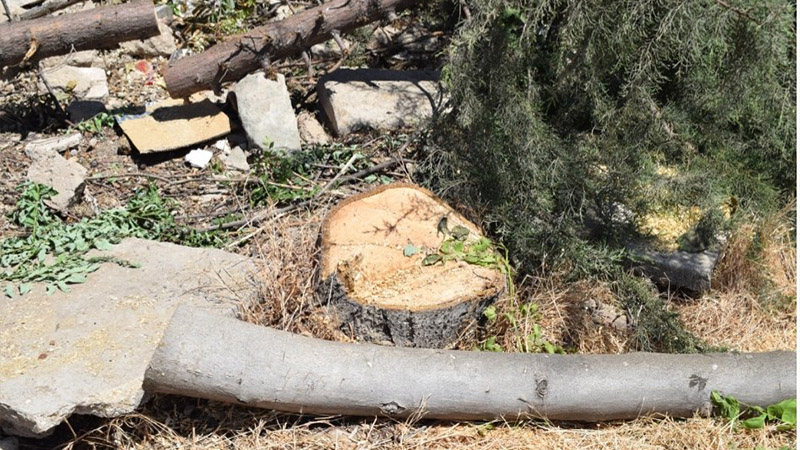 AKP'li belediyeden otopark için ağaç katliamı
