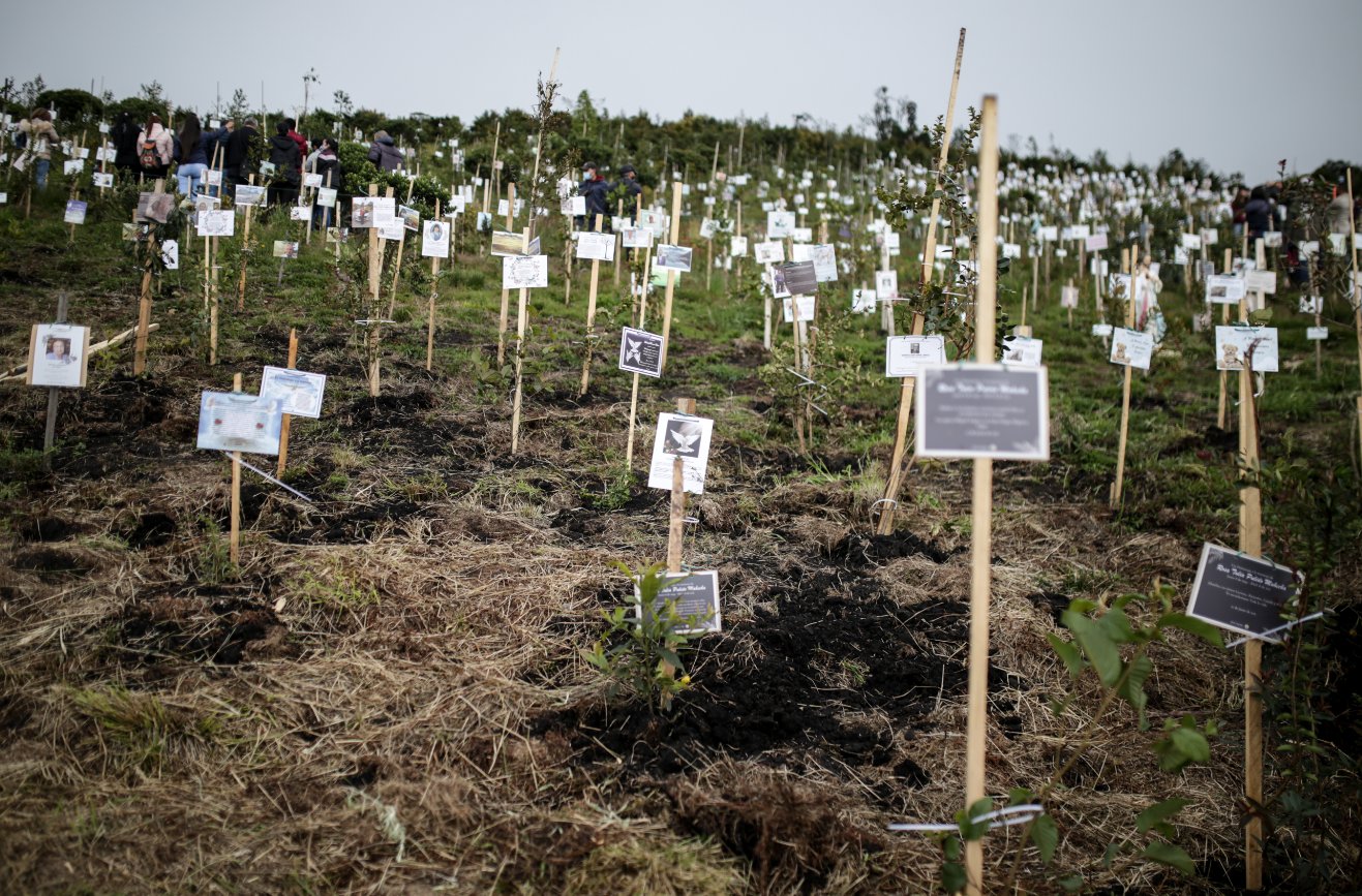 Kolombiya'da Covid-19'dan ölenlerin külleriyle ağaç dikildi
