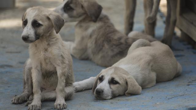 Hayvanlar da artık 'can' sayılacak