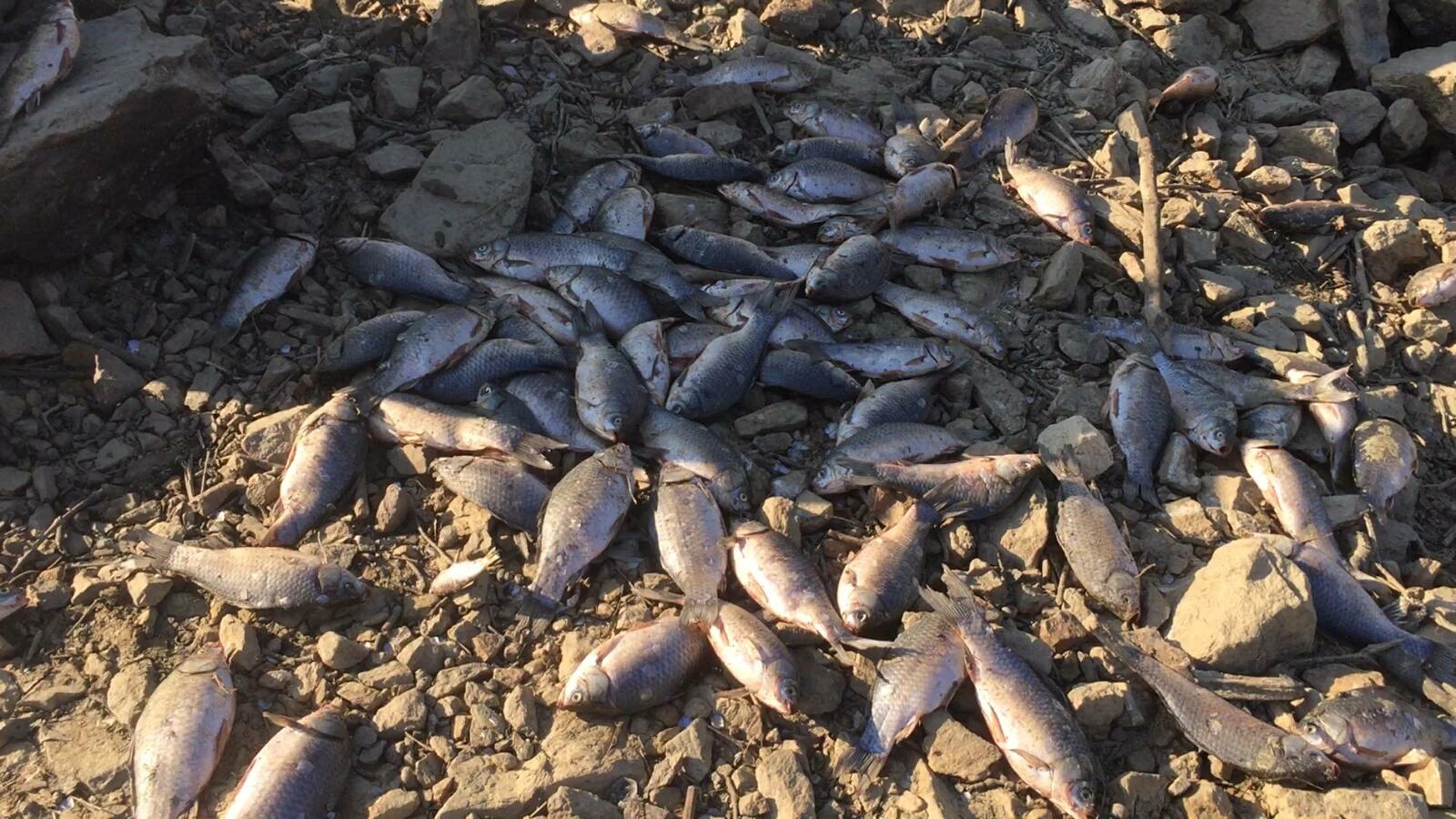 Afşar Barajı'ndaki ölü balıkları sepetlerle topladılar