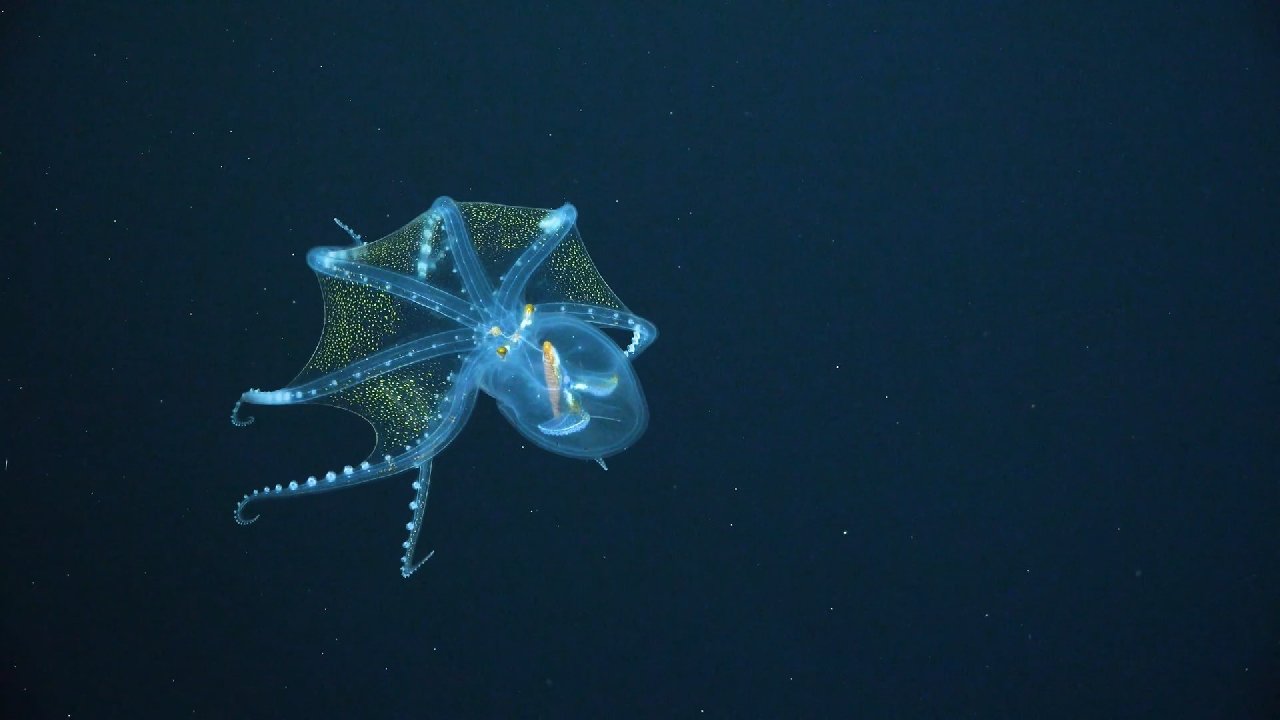 Ahtapotların beyinlerini yeniden yapılandırdığı tespit edildi