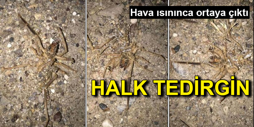 Kayseri'de 'sarıkız örümceği' tedirginliği