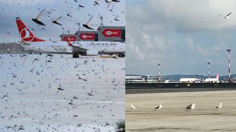 İstanbul Havalimanı'nda çekirge istilası!