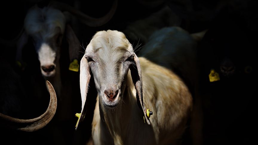 Kurban bağışı nasıl yapılır? Vekaleten kurban bağışı nasıl yapılır?