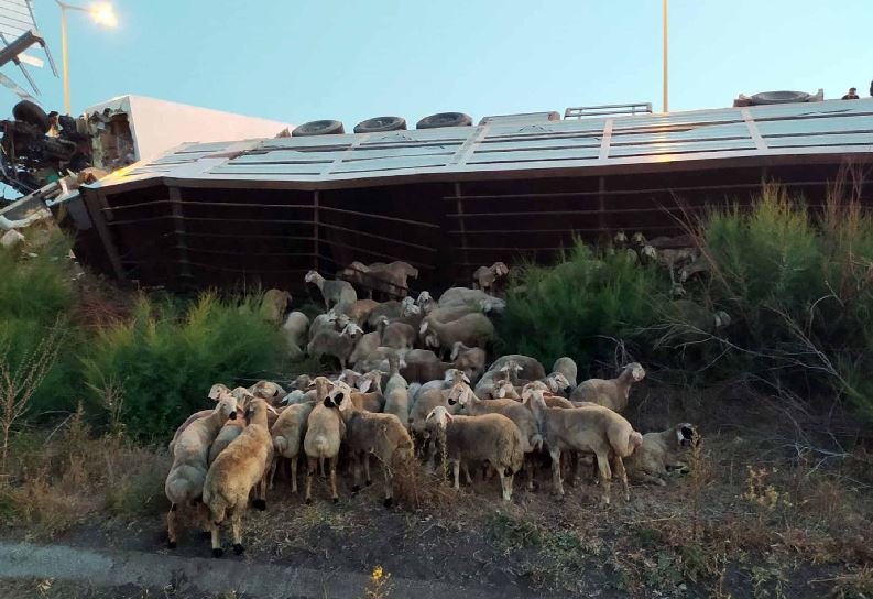 Kamyon, kurbanlık taşıyan TIR’a çarptı: Sürücü ve onlarca koyun öldü