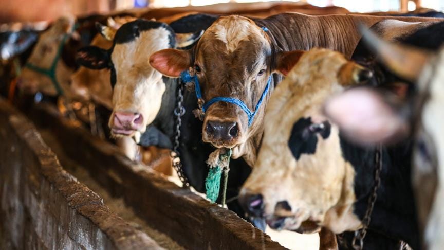 Kurban Bayramı'nın ilk gün bilançosu: 5 bin 825 kişi yaralı