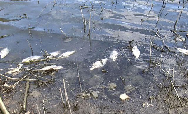 Alibeyköy Barajı'nda balık ölümleri