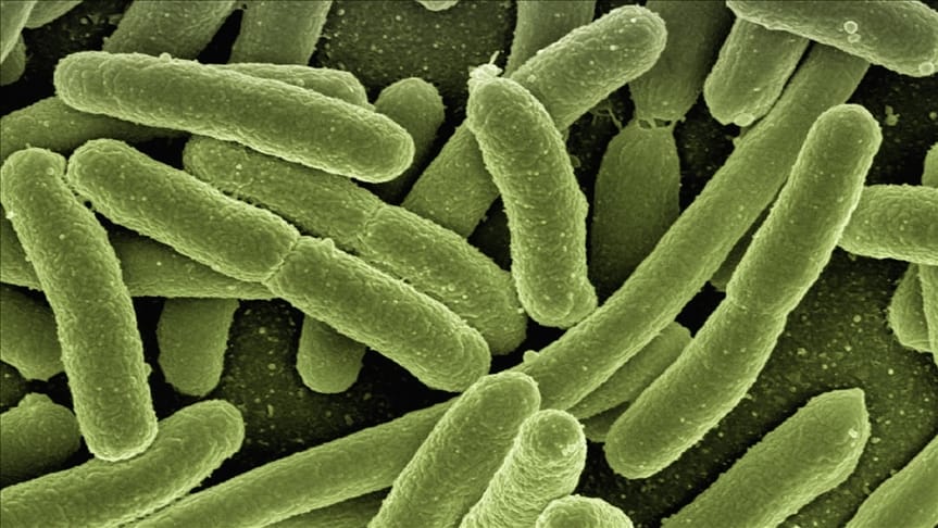 Yeni salgınların habercisi mi? Bilim insanları buzullarda binlerce yıllık 28 yeni virüs keşfetti