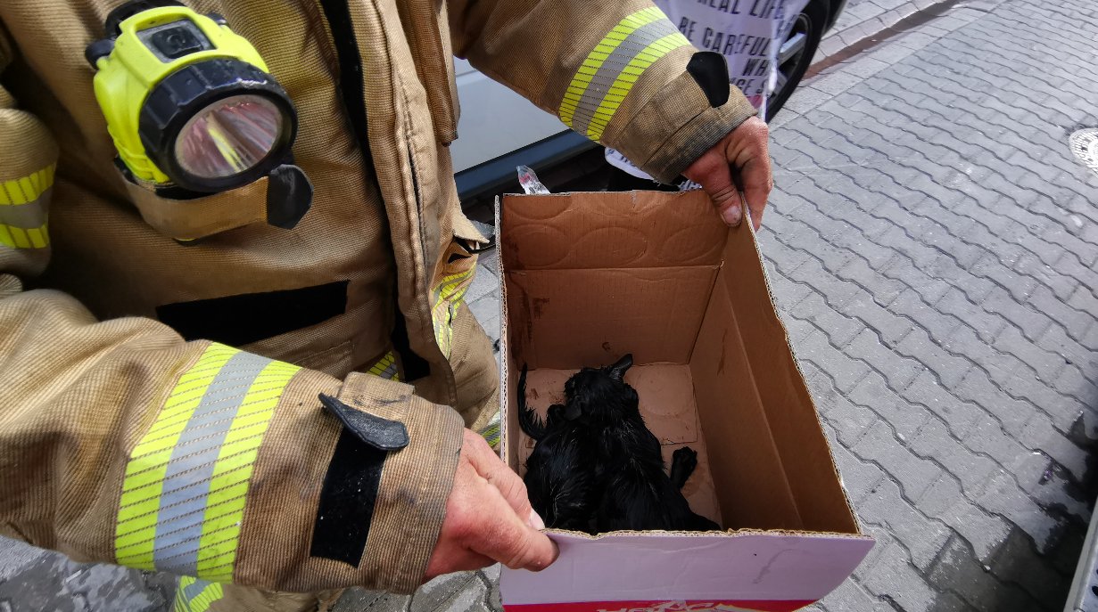 İtfaiye erleri, yangının ortasında kalan yavru kedileri böyle kurtardı