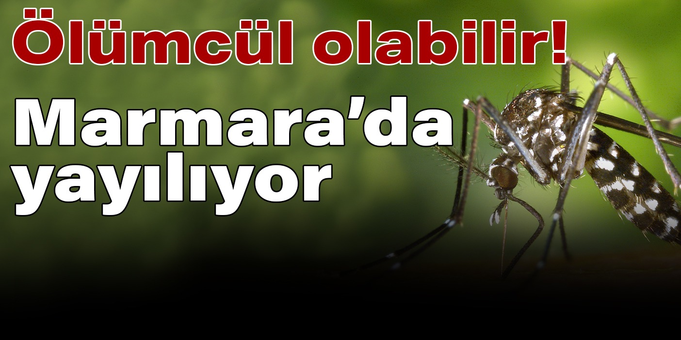 Marmara'da Asya Kaplan Sivrisineği istilası: Ölümcül hastalıkları bulaştırıyor