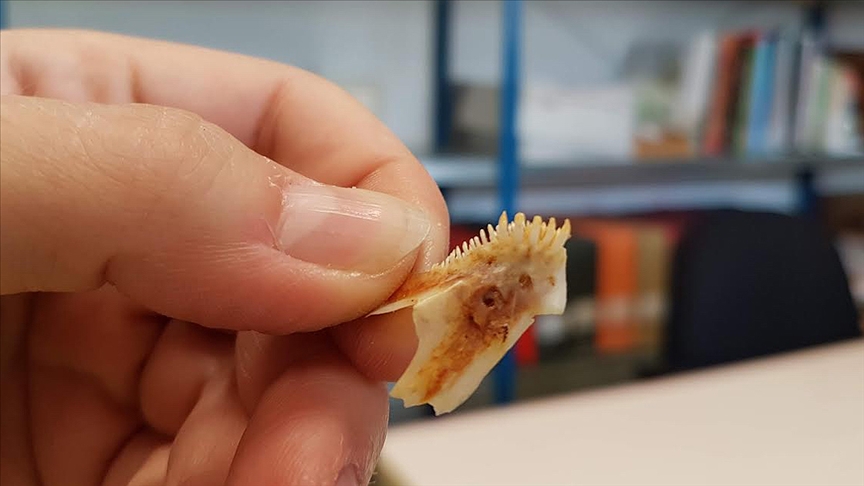 Patara'daki kazılarda 2 bin 300 yıl öncesine ait balık kılçıkları bulundu