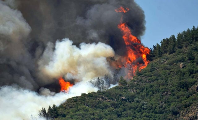 Yangında Marmaris'in dünyaca ünlü çam balı da büyük darbe aldı