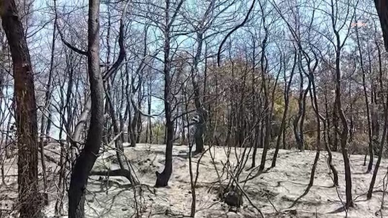 Osmaniye'de 1000 hektar kül oldu