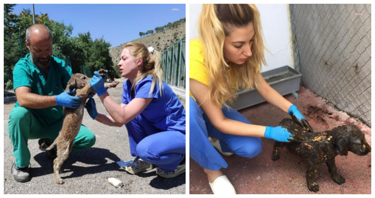 Çankaya'da asfalta düşen yavru köpekler kurtarıldı