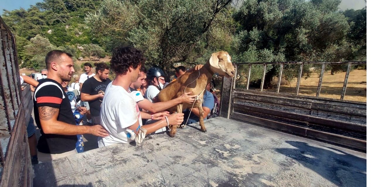 Marmaris'te 35 keçi alevlerin arasından kurtarıldı