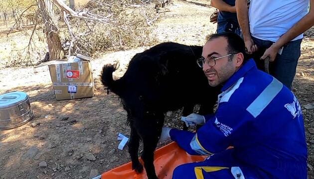 Yangın bölgesinde yaralı hayvanlar için sahra hastanesi kuruldu
