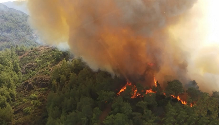 Ormanların başında ormancı yok!