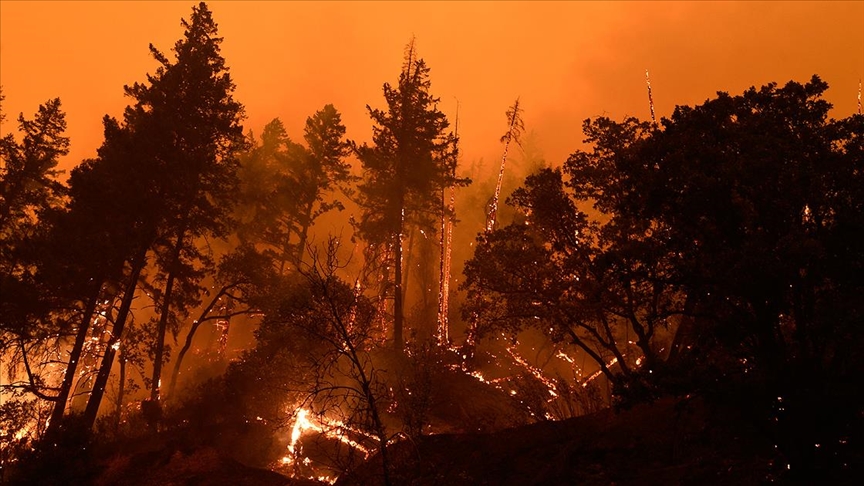 Dünya orman yangınlarıyla mücadele ediyor: İşte kül olan ormanların bilançosu