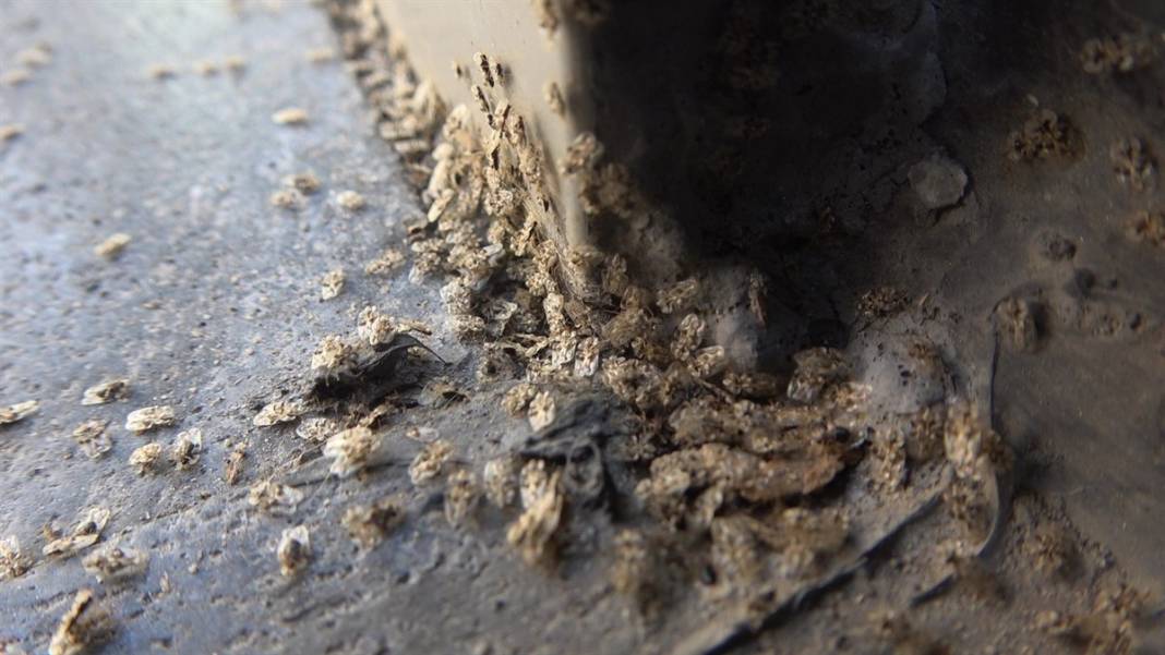 Vatandaşı canından bezdirdi, cam açtırmıyor!