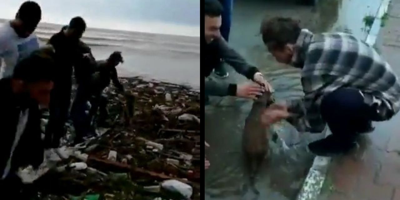 Denizde çırpınan köpeği kurtardılar