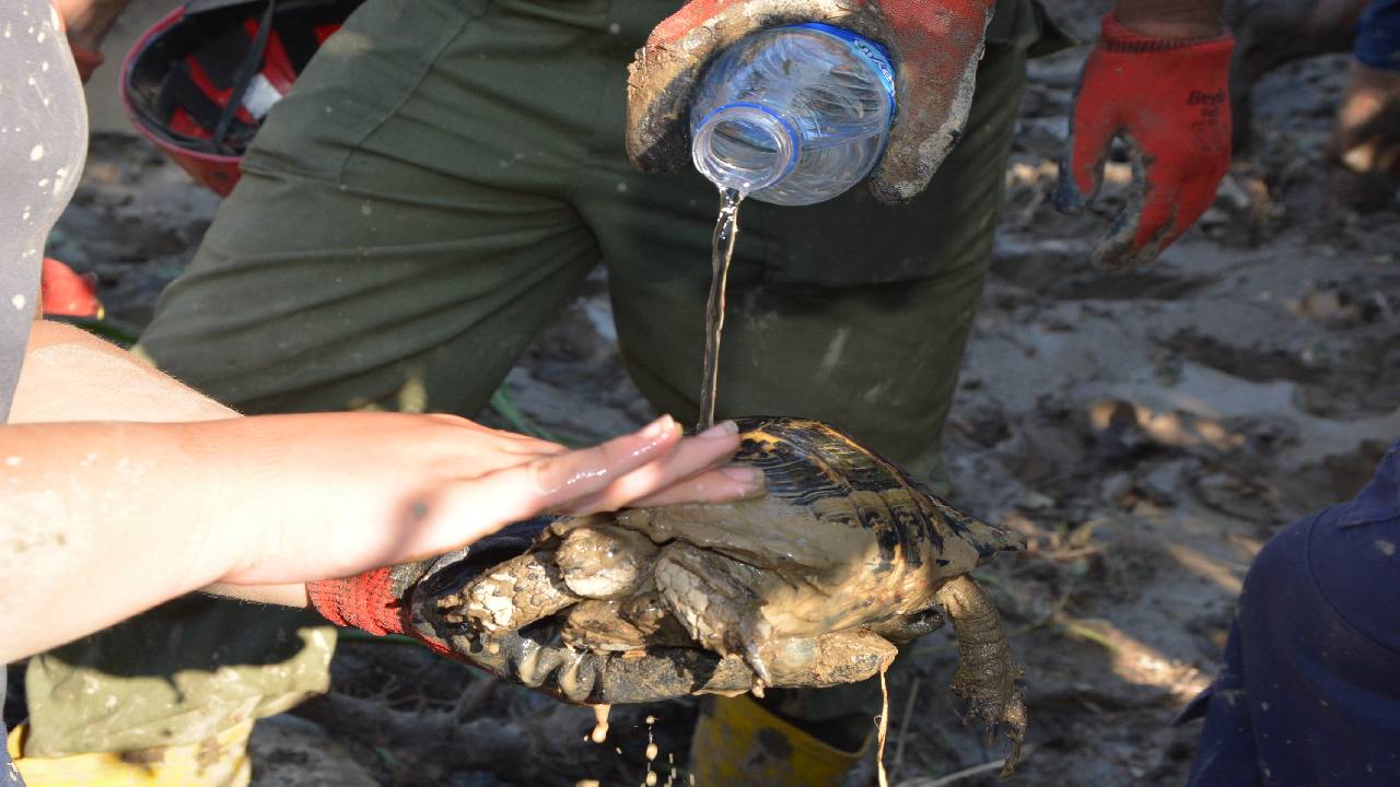 Sel felaketinde çamura saplanan kaplumbağa kurtarıldı